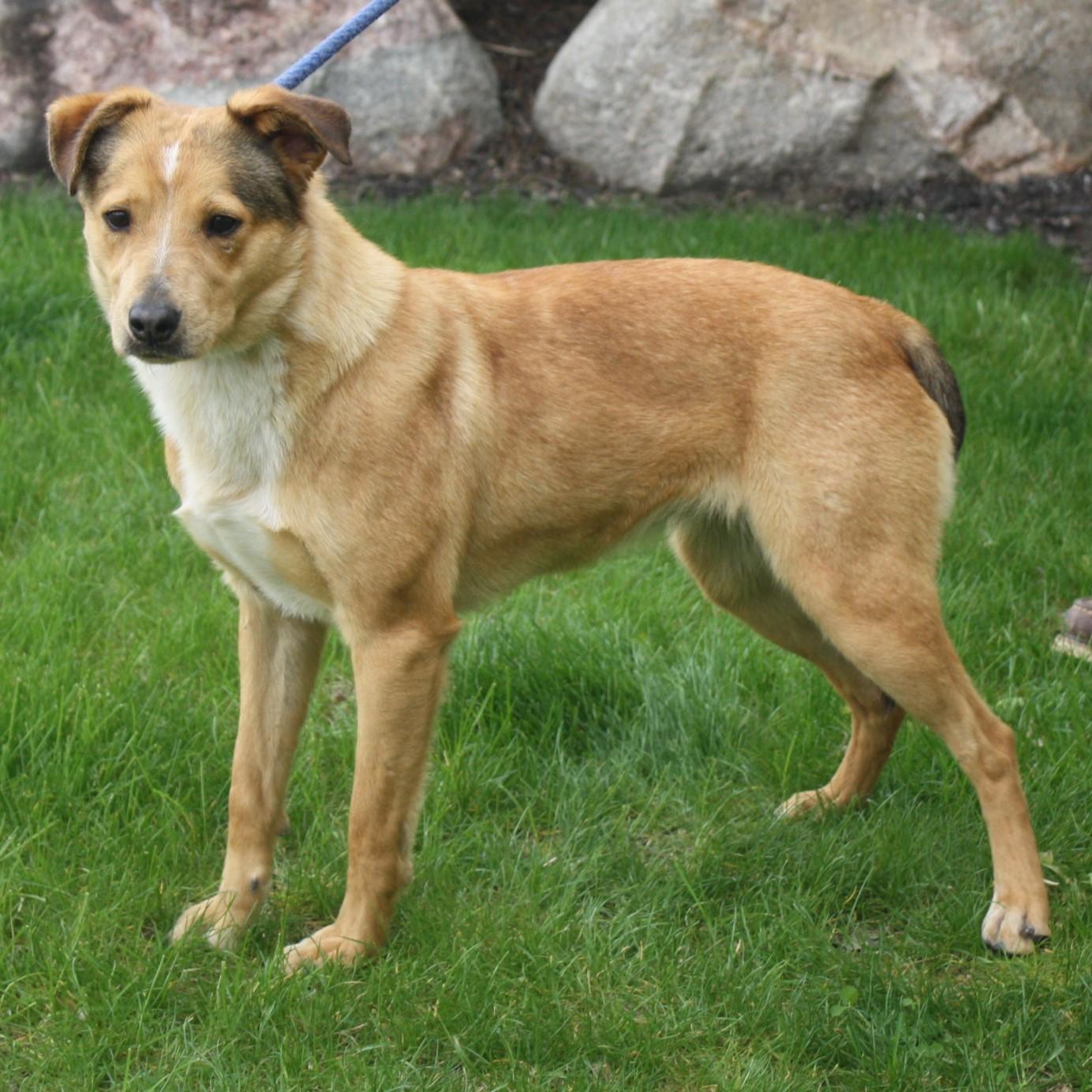 Enlarge Blossom, an adopted mixed breed in Eaton, OH image 3/4