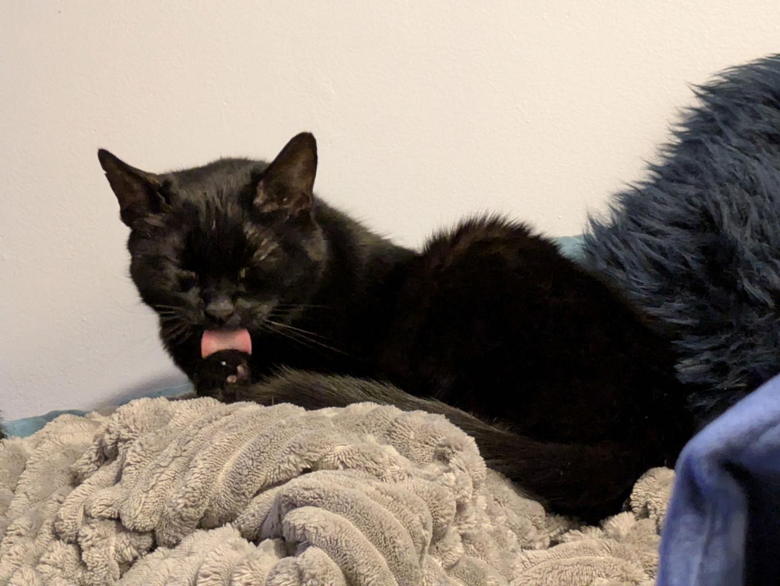 Soda, Adoptable, Senior Female Domestic Short Hair.