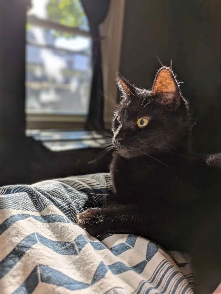 Enlarge Soda, a Adoptable Domestic Short Hair in Somerville, MA image 1/3