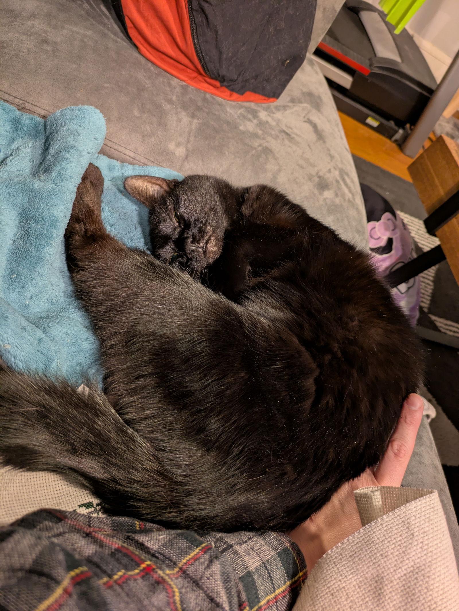 Enlarge Soda, a Adoptable Domestic Short Hair in Somerville, MA image 2/3