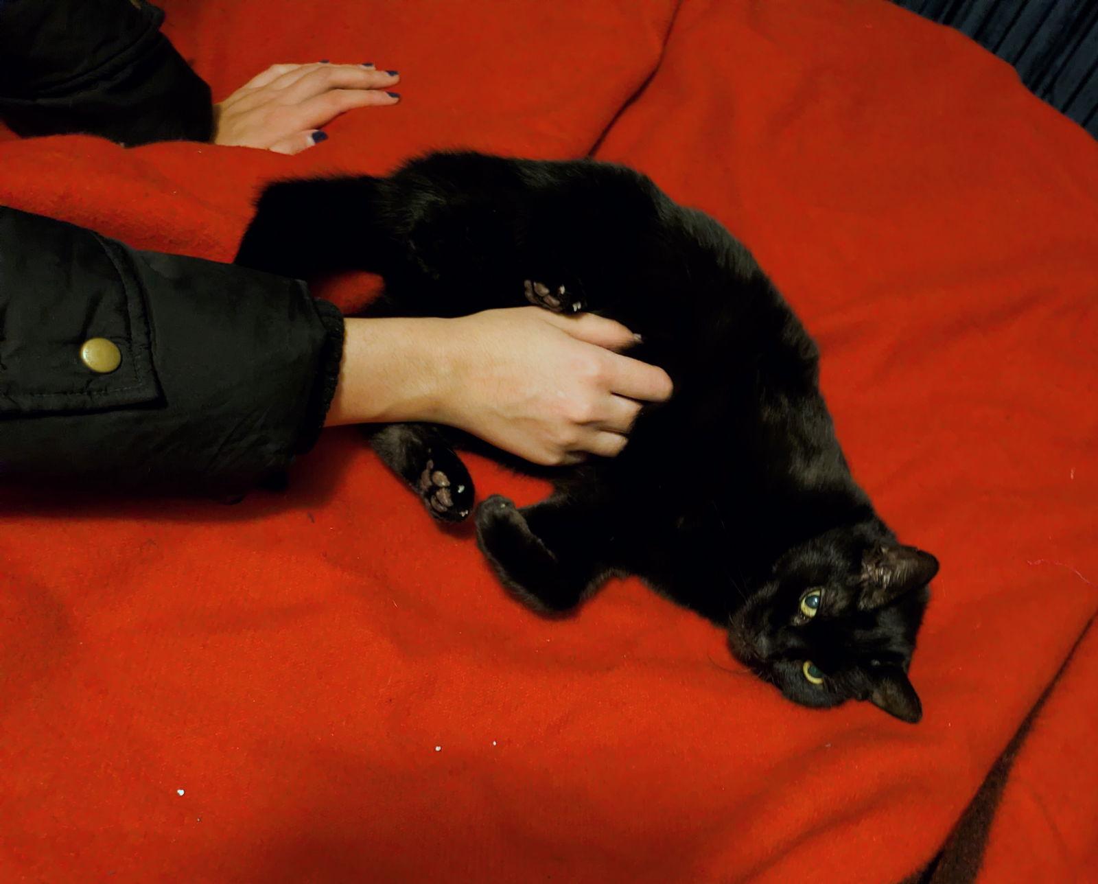 Soda — thumbnail 3