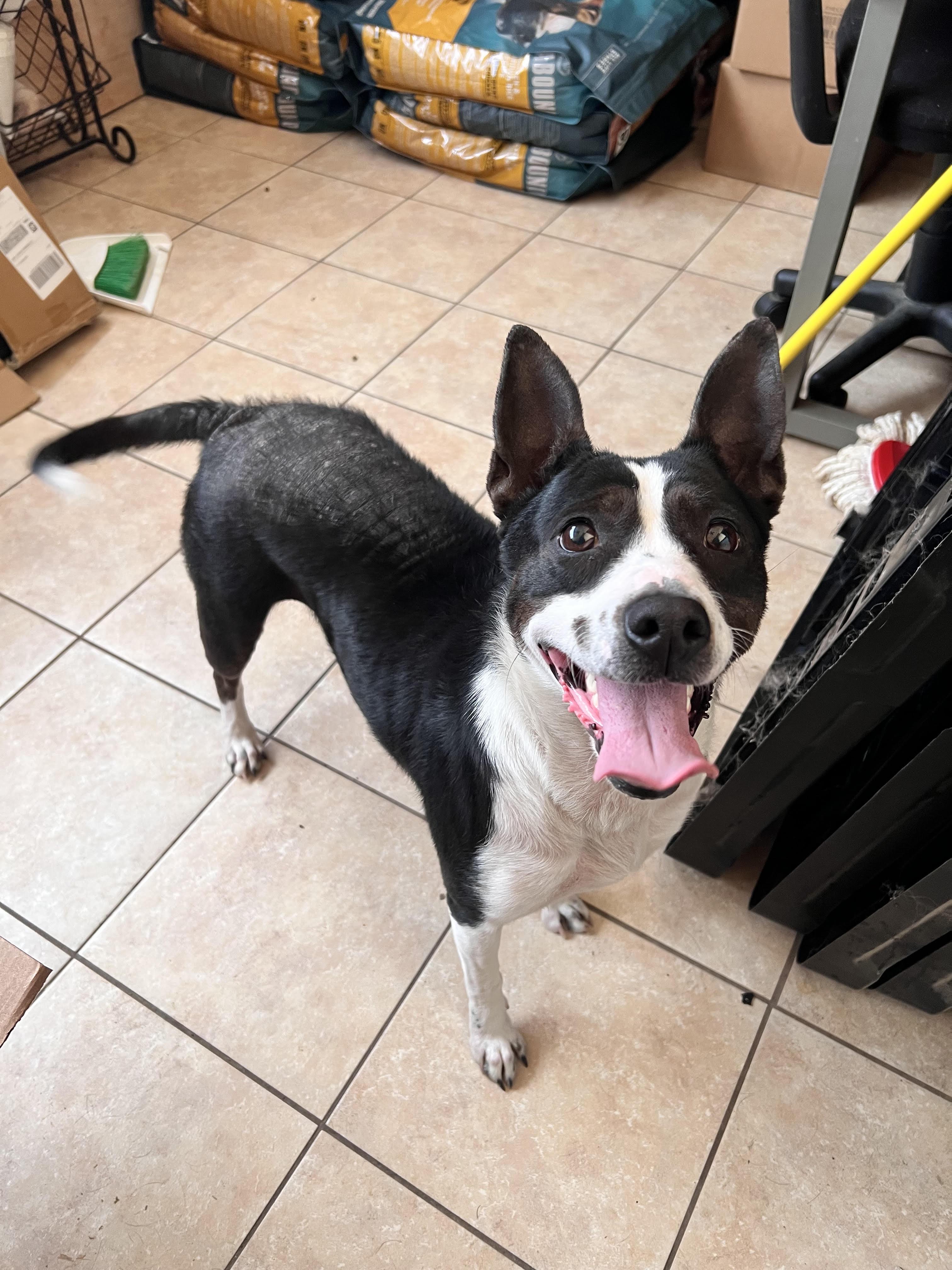 Enlarge Kaia, a Adoptable mixed breed in Tracy City , TN image 1/3