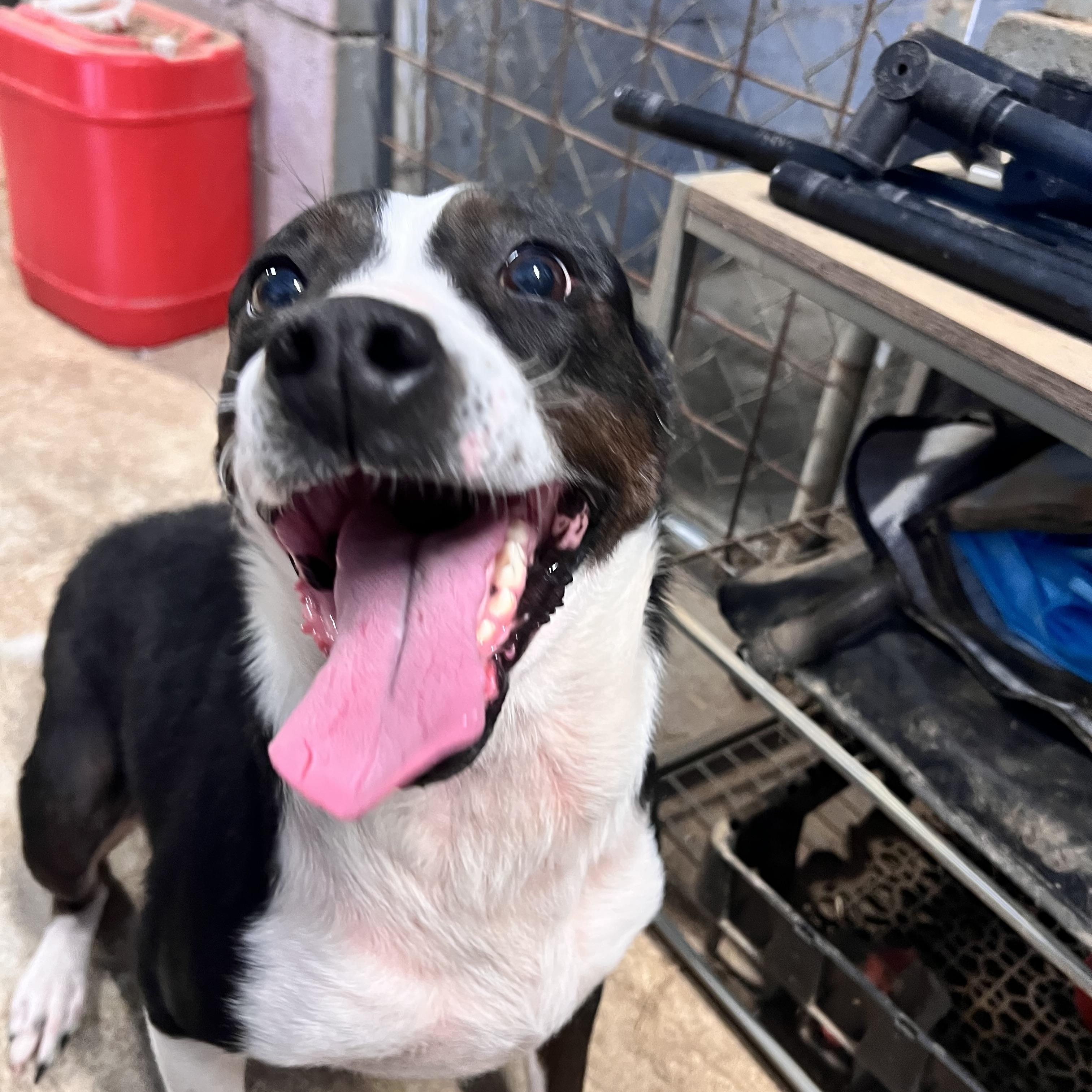 Enlarge Kaia, a Adoptable mixed breed in Tracy City , TN image 2/3