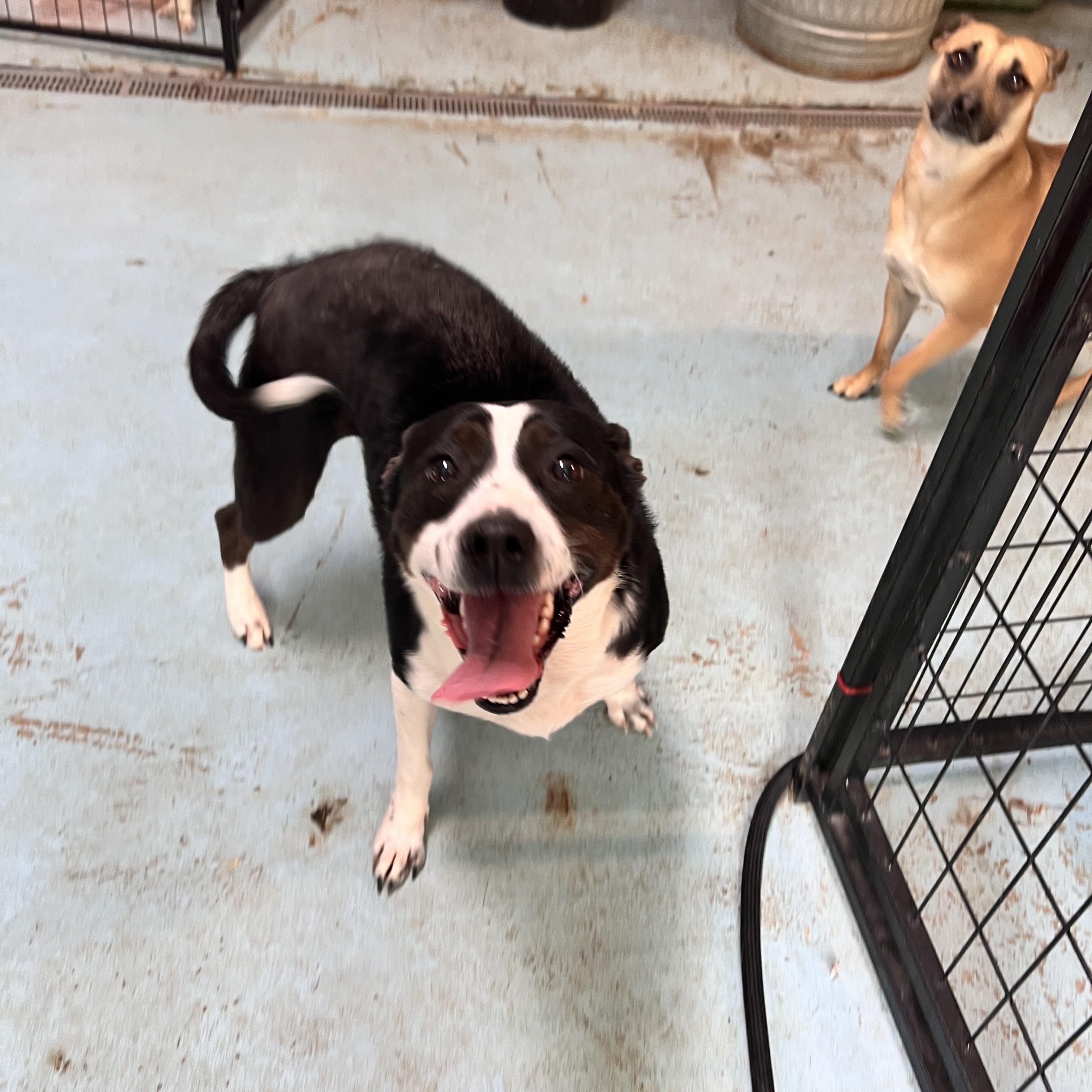 Enlarge Kaia, a Adoptable mixed breed in Tracy City , TN image 3/3