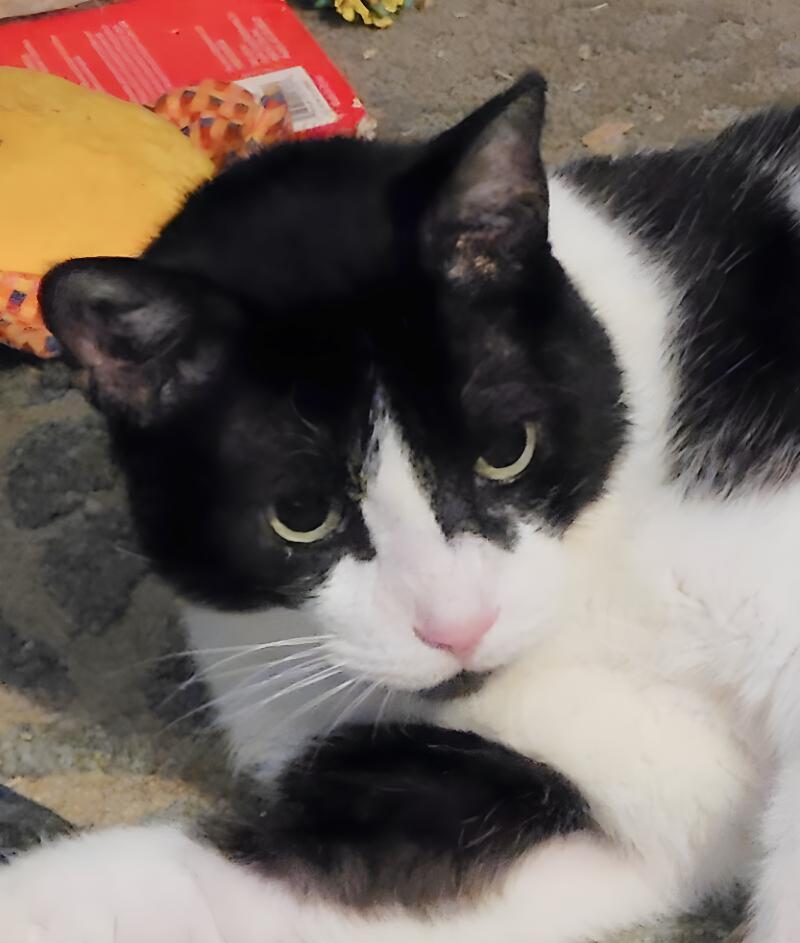 Bartlett, Adoptable, Senior Male Domestic Short Hair.