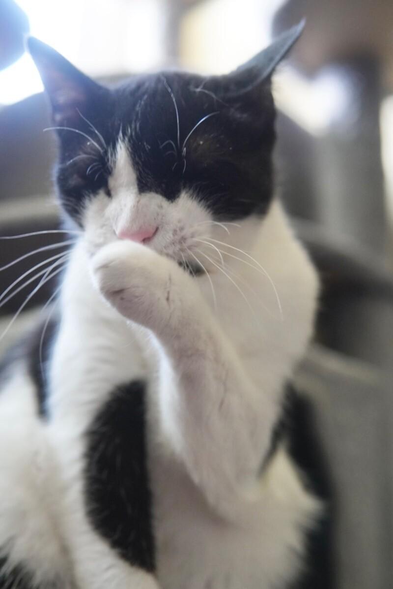 Bartlett, Adoptable, Senior Male Domestic Short Hair.