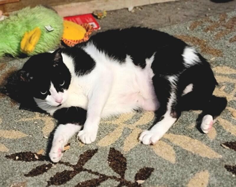 Enlarge Bartlett, a Adoptable Domestic Short Hair in Adrian, MI image 4/6