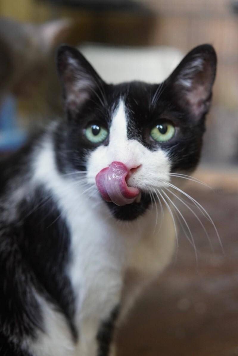 Enlarge Bartlett, a Adoptable Domestic Short Hair in Adrian, MI image 5/6