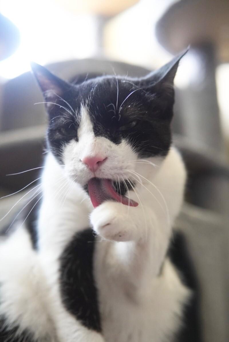 Enlarge Bartlett, a Adoptable Domestic Short Hair in Adrian, MI image 6/6