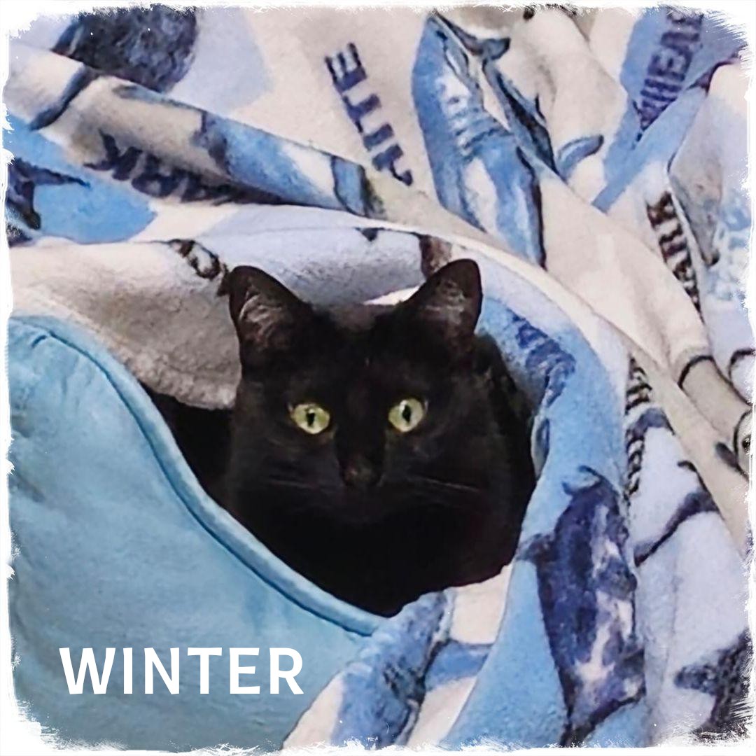 Winter, a Adoptable Domestic Short Hair in Whiting, IN image 1/4