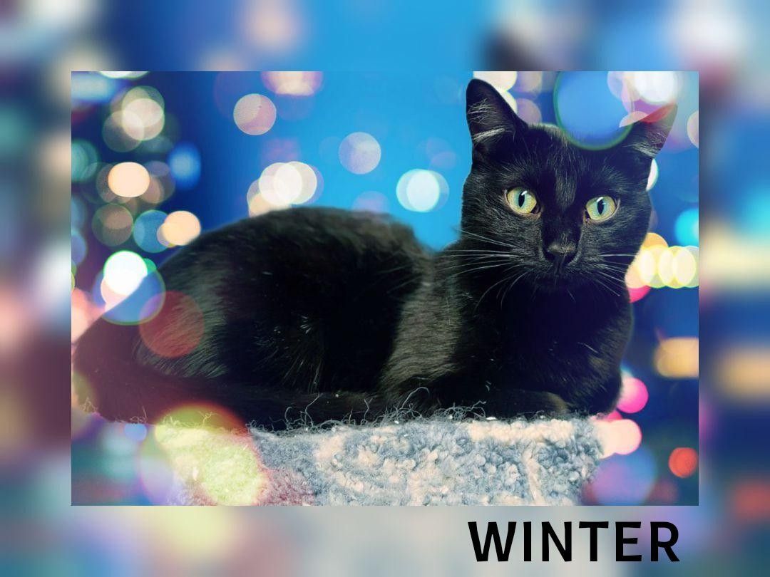 Winter, a Adoptable Domestic Short Hair in Whiting, IN image 2/4