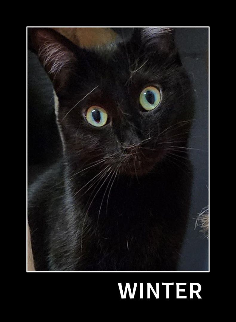 Winter, a Adoptable Domestic Short Hair in Whiting, IN image 3/4