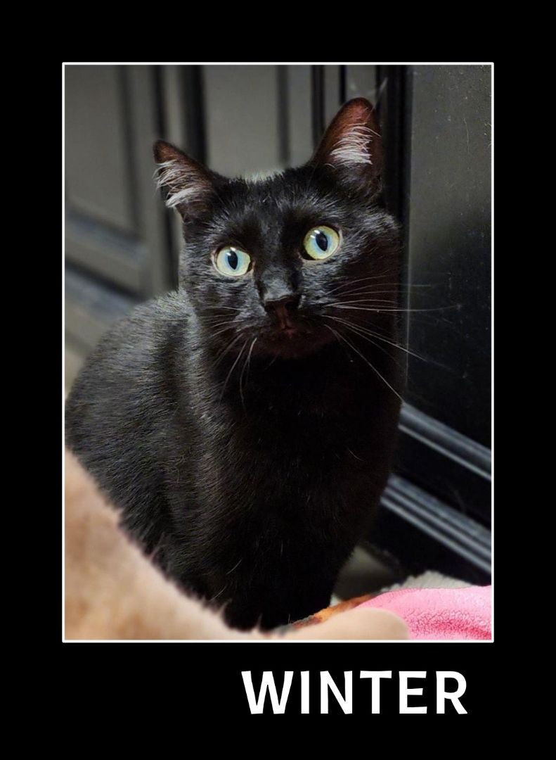 Winter, a Adoptable Domestic Short Hair in Whiting, IN image 4/4