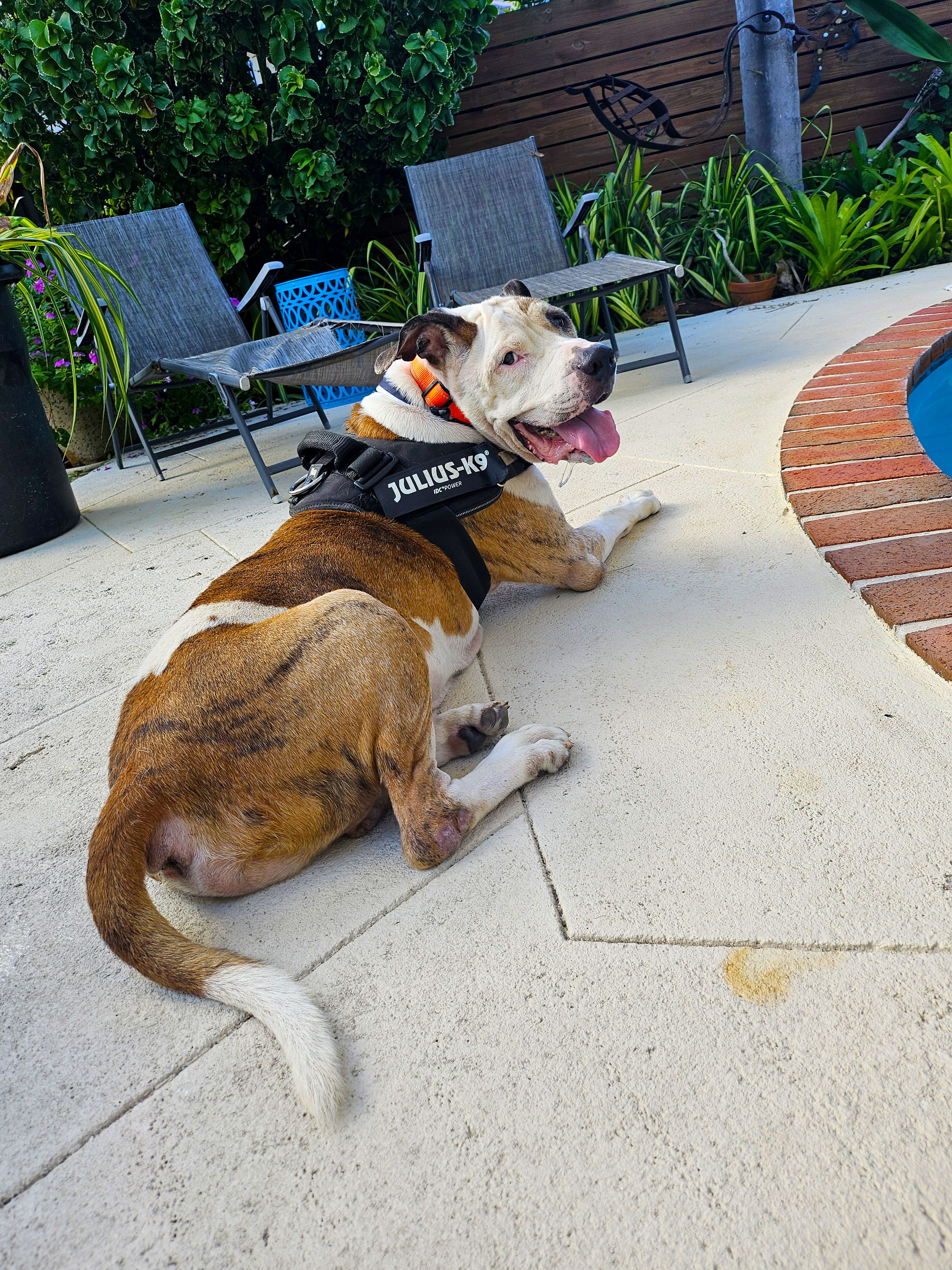 Benji, a Adopted mixed breed in Margate, FL image 6/6