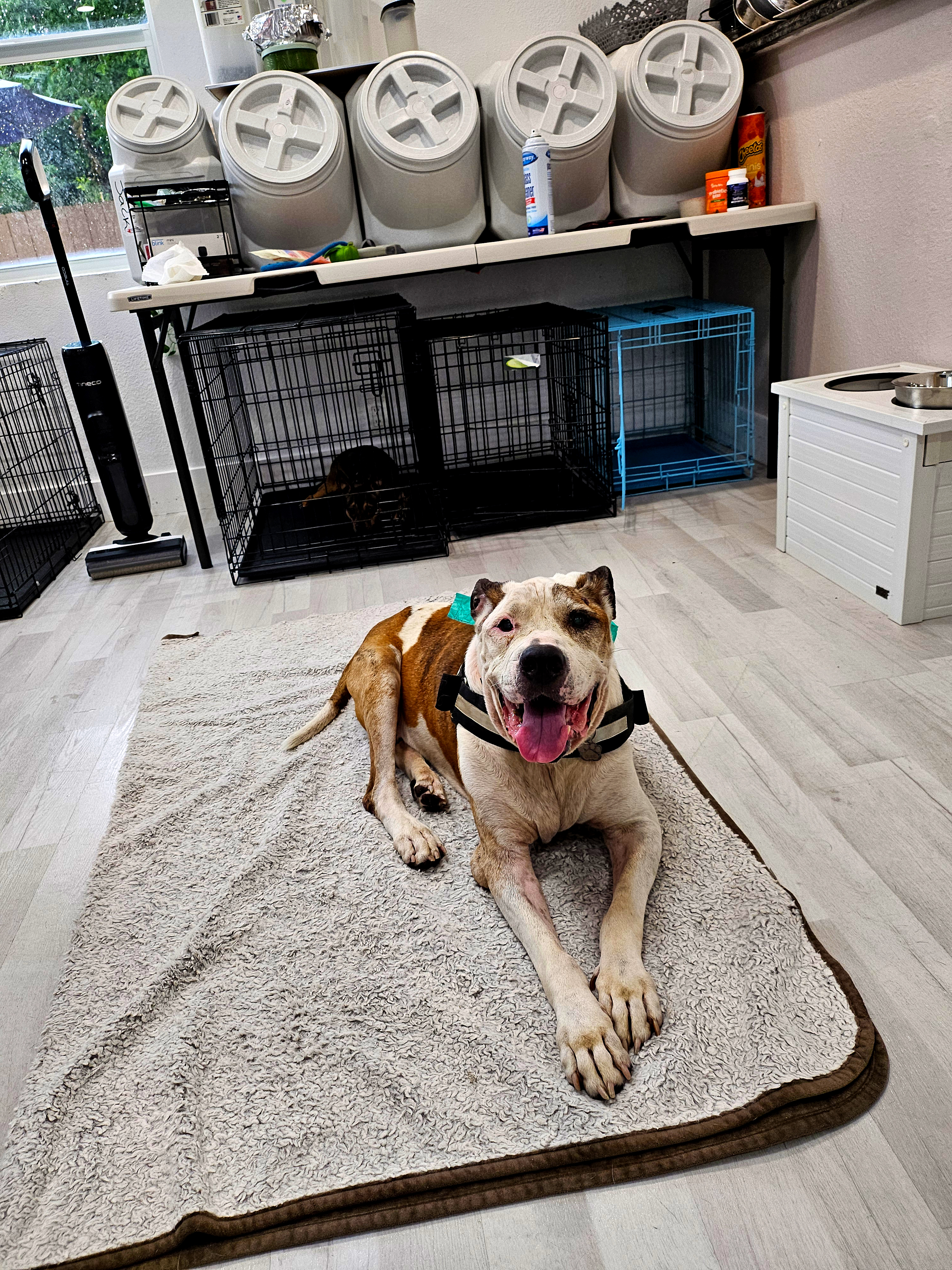 Benji, a Adopted mixed breed in Margate, FL image 2/6