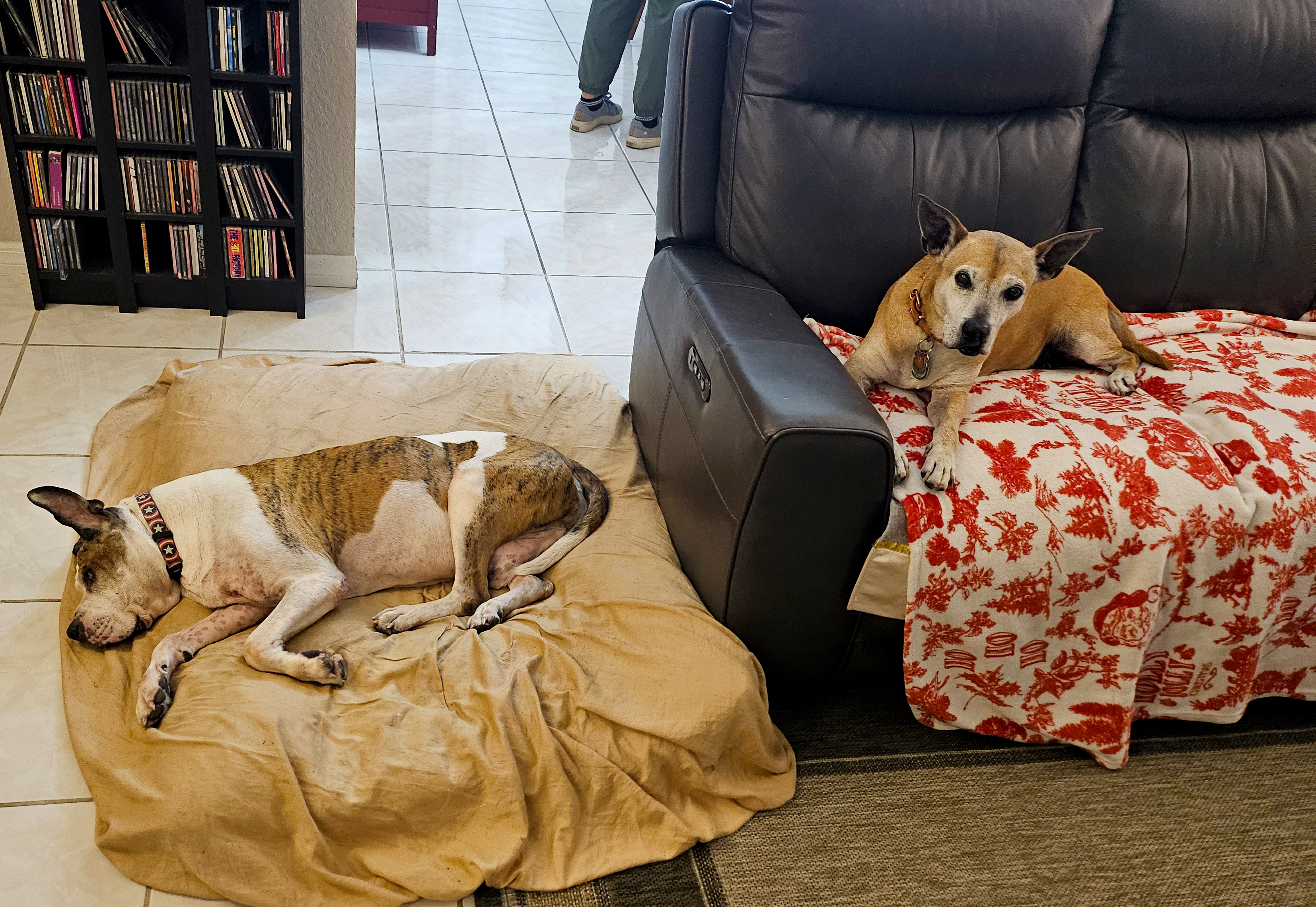 Benji, a Adopted mixed breed in Margate, FL image 4/6