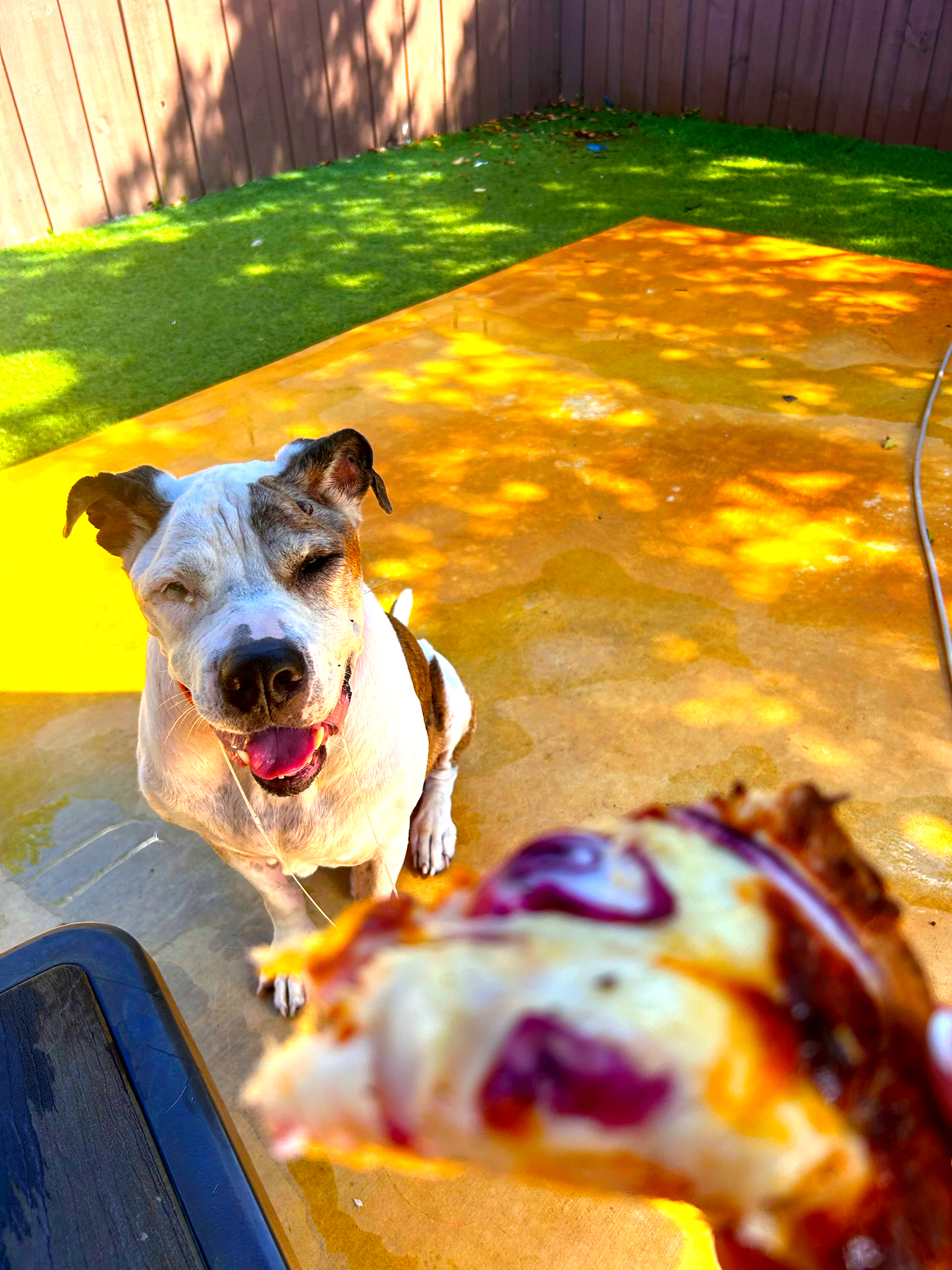 Benji, Adopted, Senior Male American Bulldog.