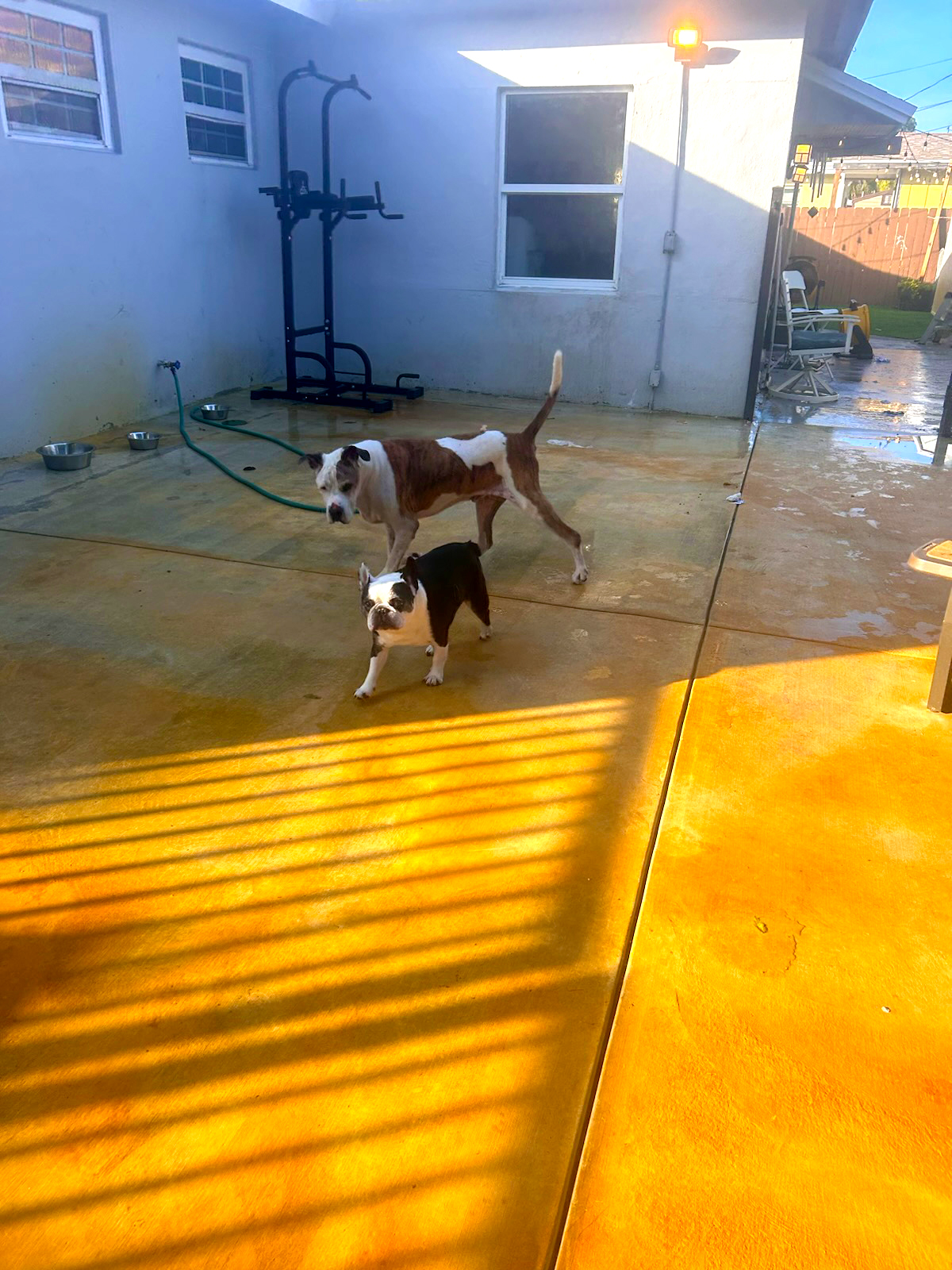 Benji, a Adopted mixed breed in Margate, FL image 5/6