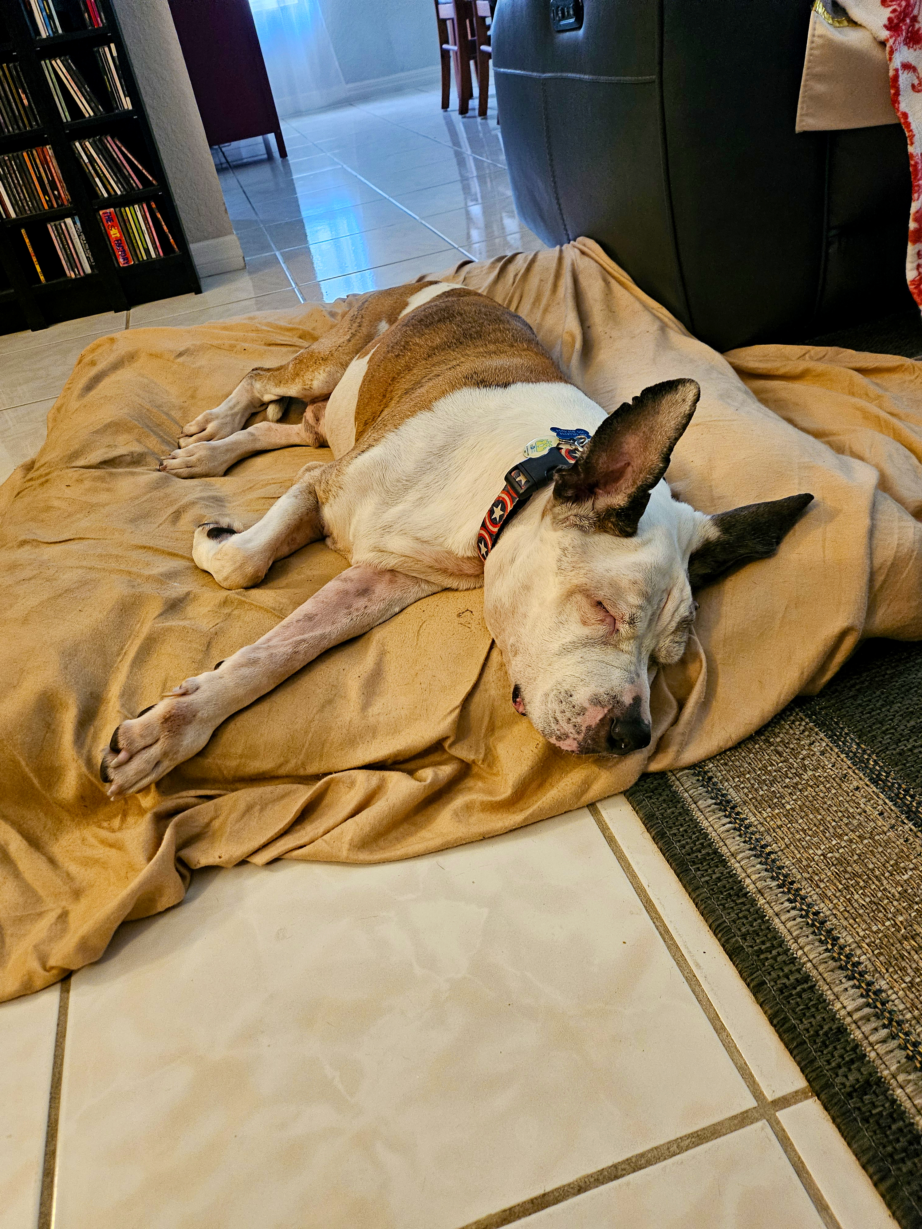 Benji, a Adopted mixed breed in Margate, FL image 3/6