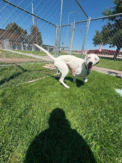 Macy, Adoptable, Adult Female Mixed Breed & Mixed Breed.