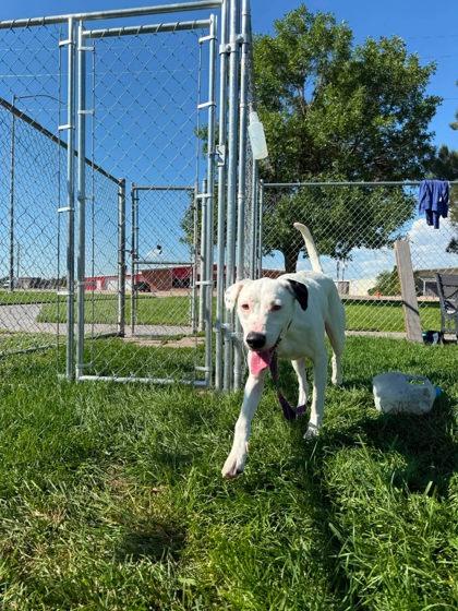 Enlarge Macy, a Adoptable mixed breed in Scottsbluff, NE image 2/3