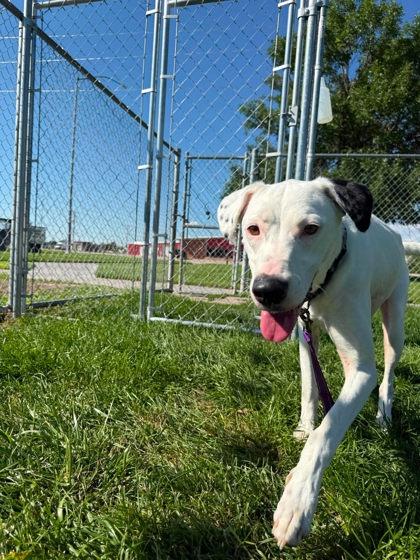 Enlarge Macy, a Adoptable mixed breed in Scottsbluff, NE image 3/3