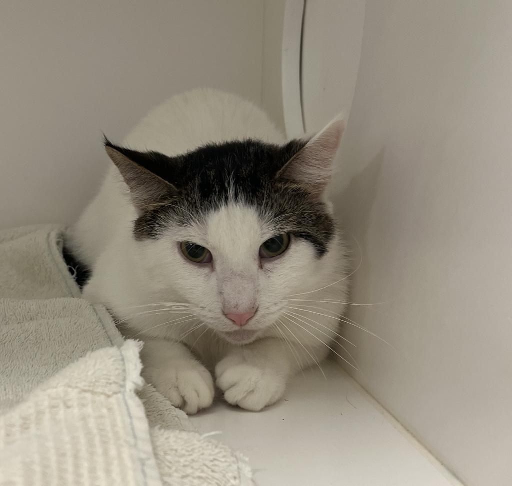 Enlarge Mickey, a Adoptable mixed breed in Greenfield, IN image 1/1