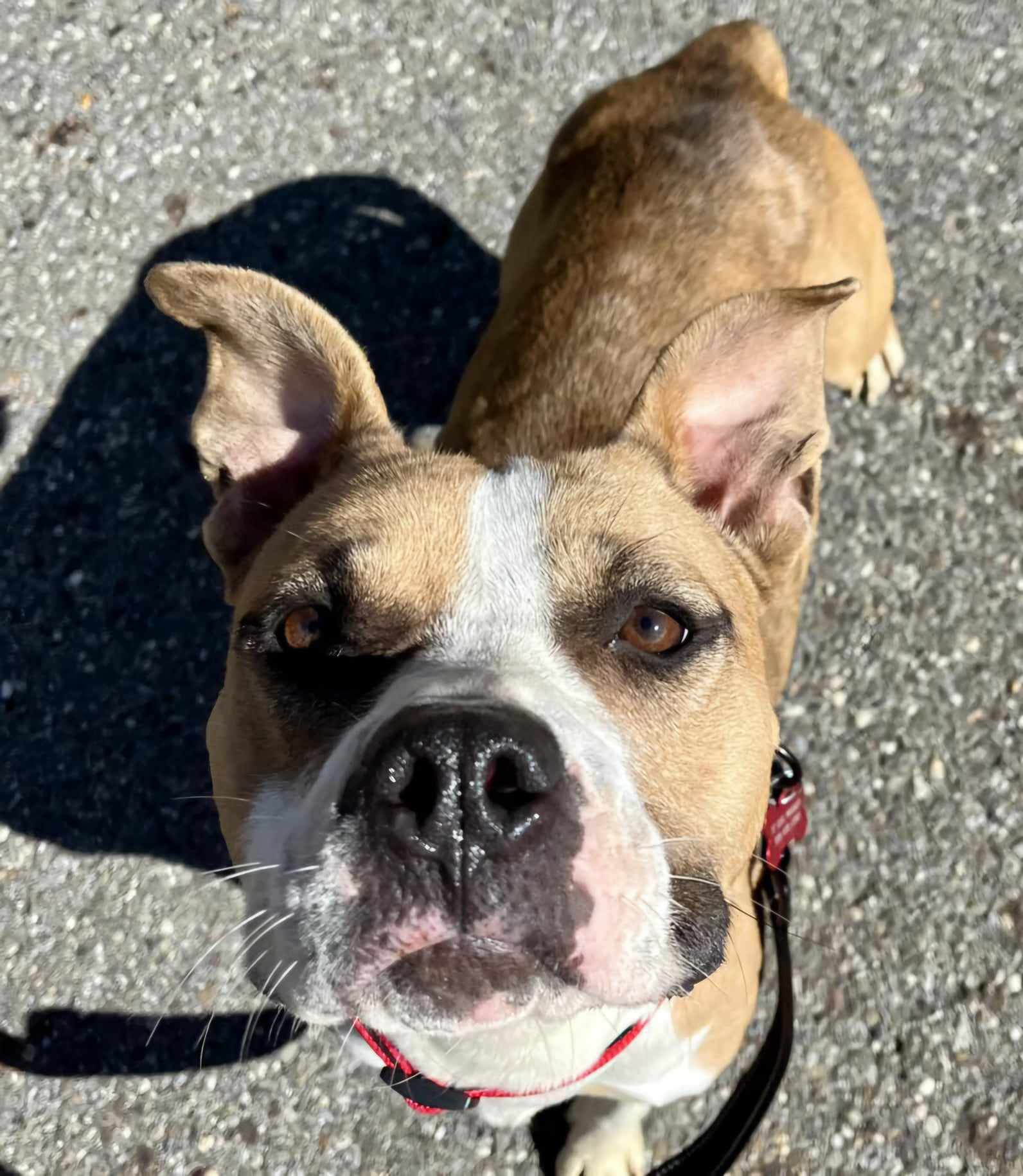 Dog for adoption April, a Mixed Breed in Warren, OH Petfinder