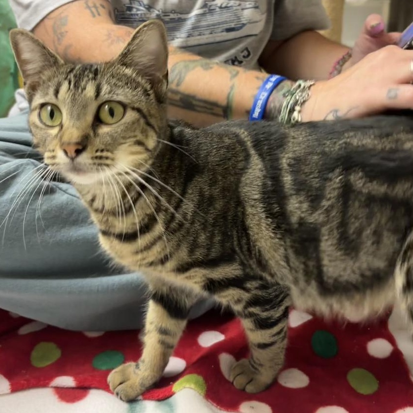 Enlarge Honeybee, a Adoptable Domestic Short Hair in jacksonville, FL image 4/5