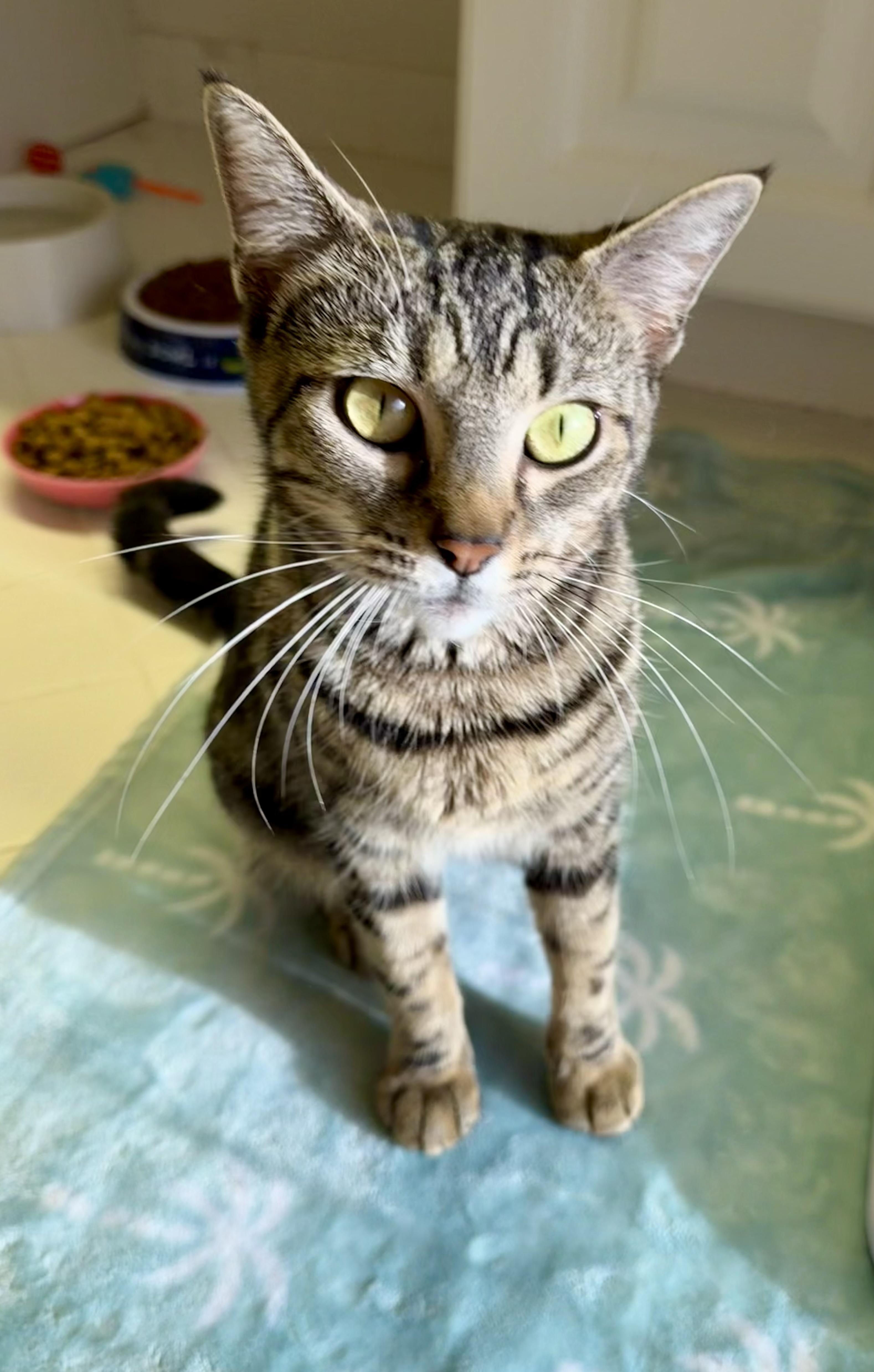 Enlarge Honeybee, a Adoptable Domestic Short Hair in jacksonville, FL image 5/5