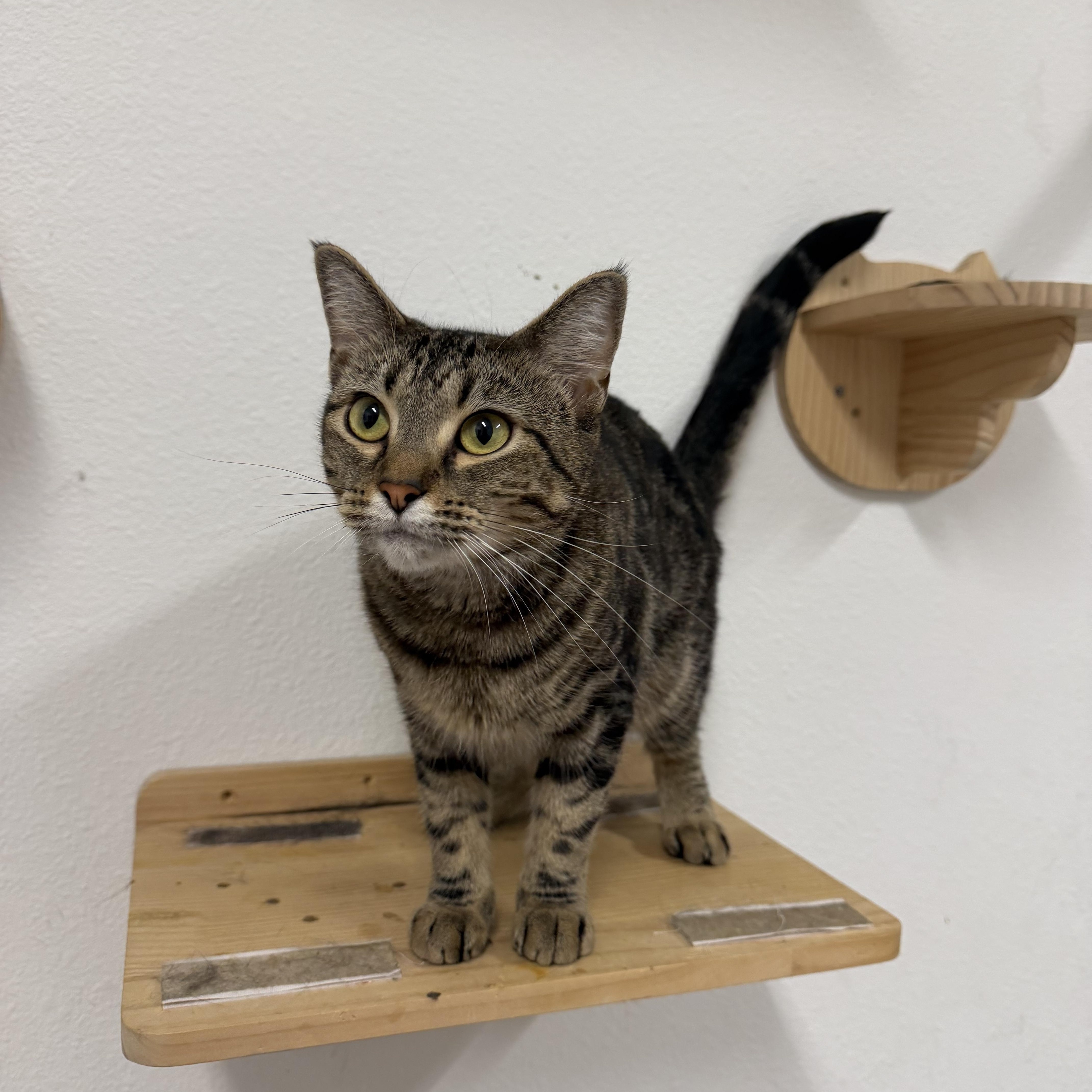 Enlarge Honeybee, a Adoptable Domestic Short Hair in jacksonville, FL image 1/5