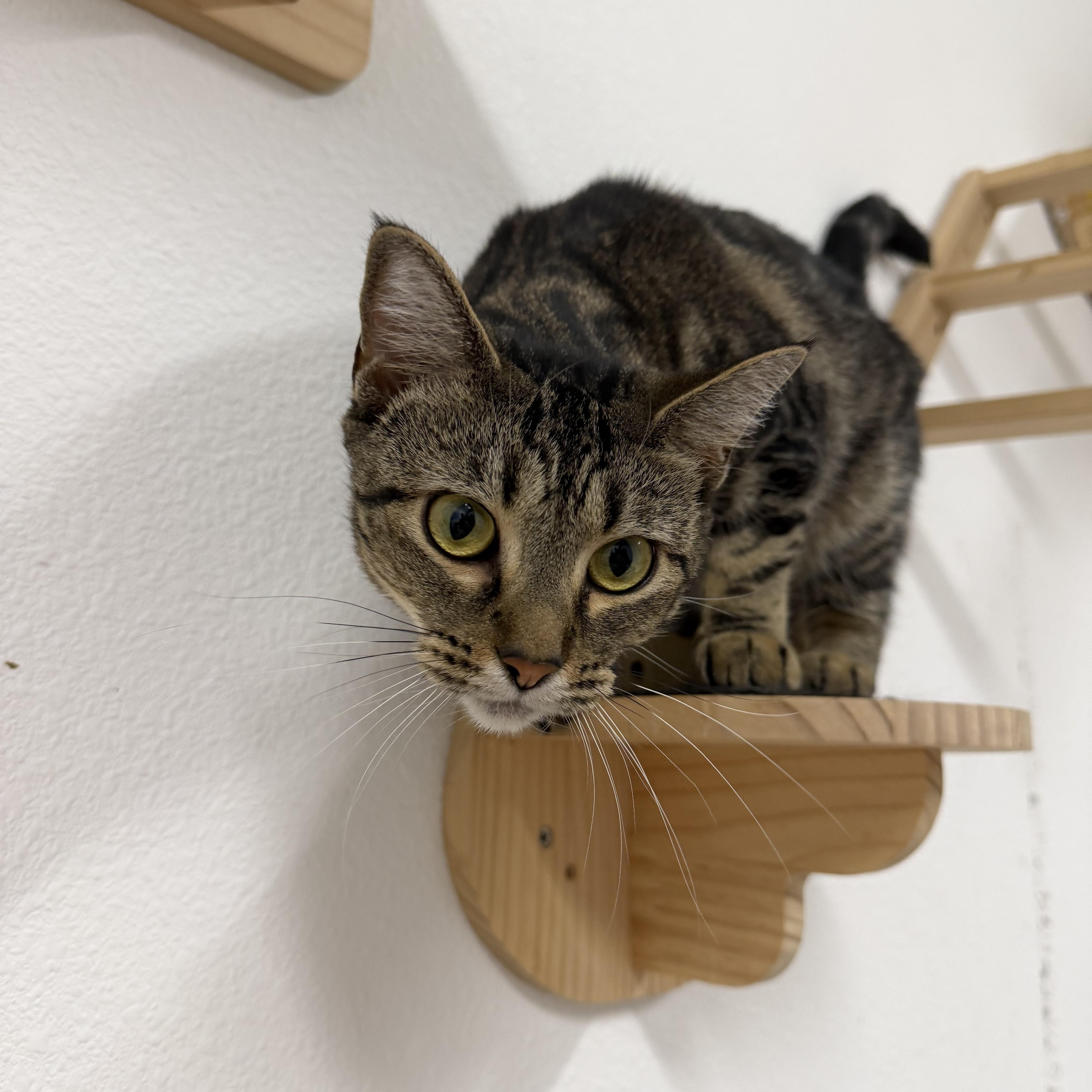 Enlarge Honeybee, a Adoptable Domestic Short Hair in jacksonville, FL image 3/5