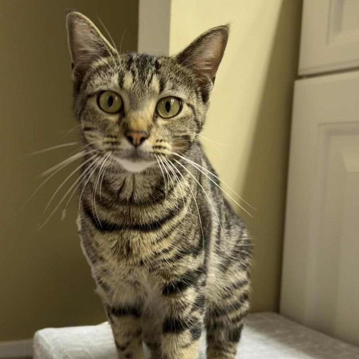 Enlarge Honeybee, a Adoptable Domestic Short Hair in jacksonville, FL image 2/5