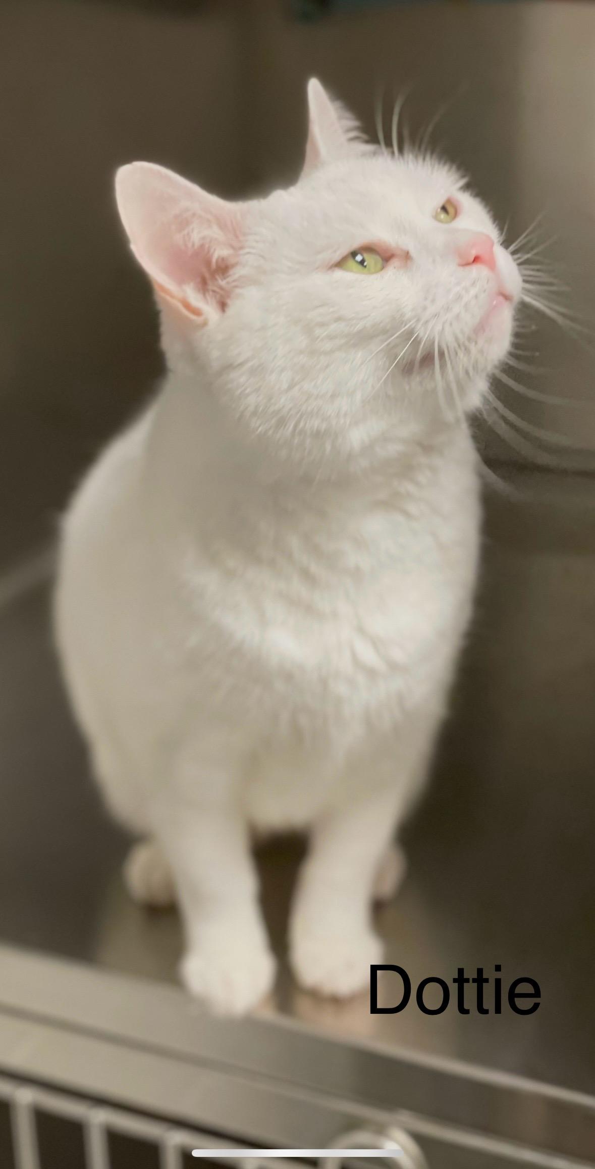 Dottie, ADOPTABLE, Adult Female Domestic Short Hair.