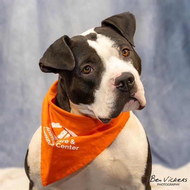 BENELLI, Adoptable, Adult Male Pit Bull Terrier & Mixed Breed.