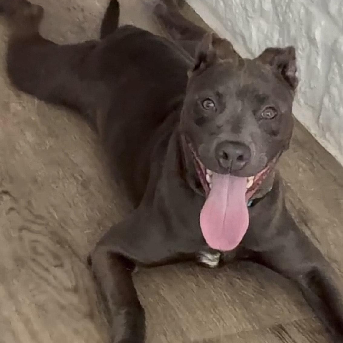 Onyx — thumbnail 2