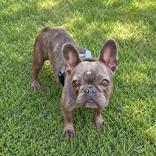 Xerox, adopted, Adult Female French Bulldog.