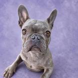 Enlarge Xerox, an adopted French Bulldog in Long Beach, WA image 3/3