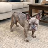 Enlarge Xerox, an adopted French Bulldog in Long Beach, WA image 2/3