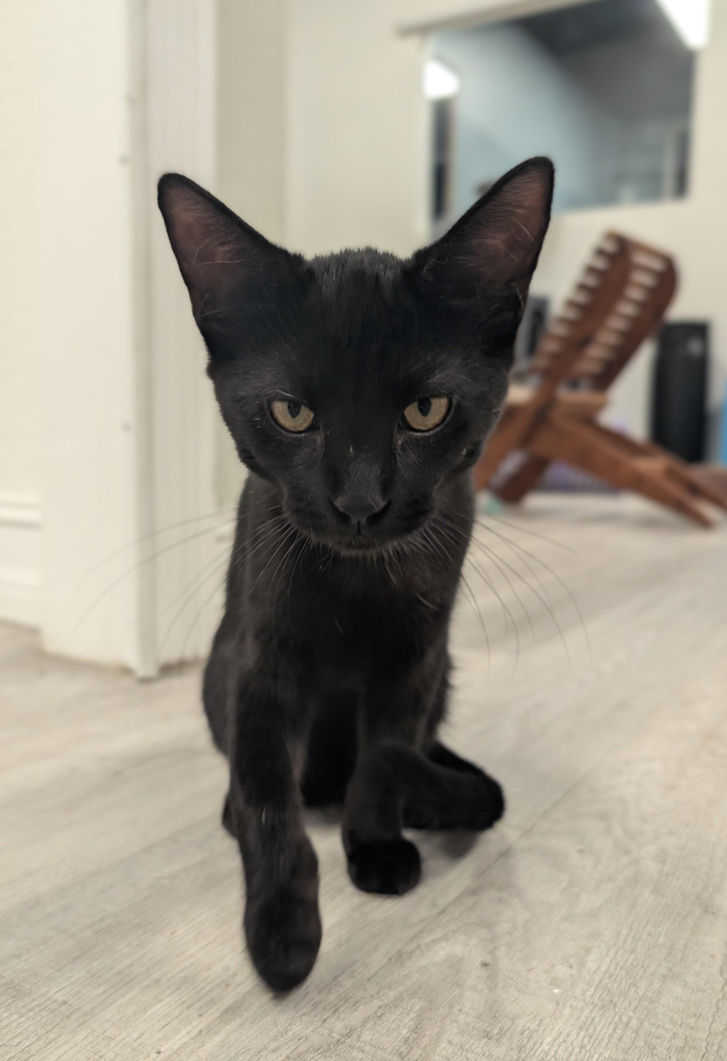 Enlarge Dreft, a ADOPTABLE Domestic Short Hair in Palm Harbor, FL image 3/3