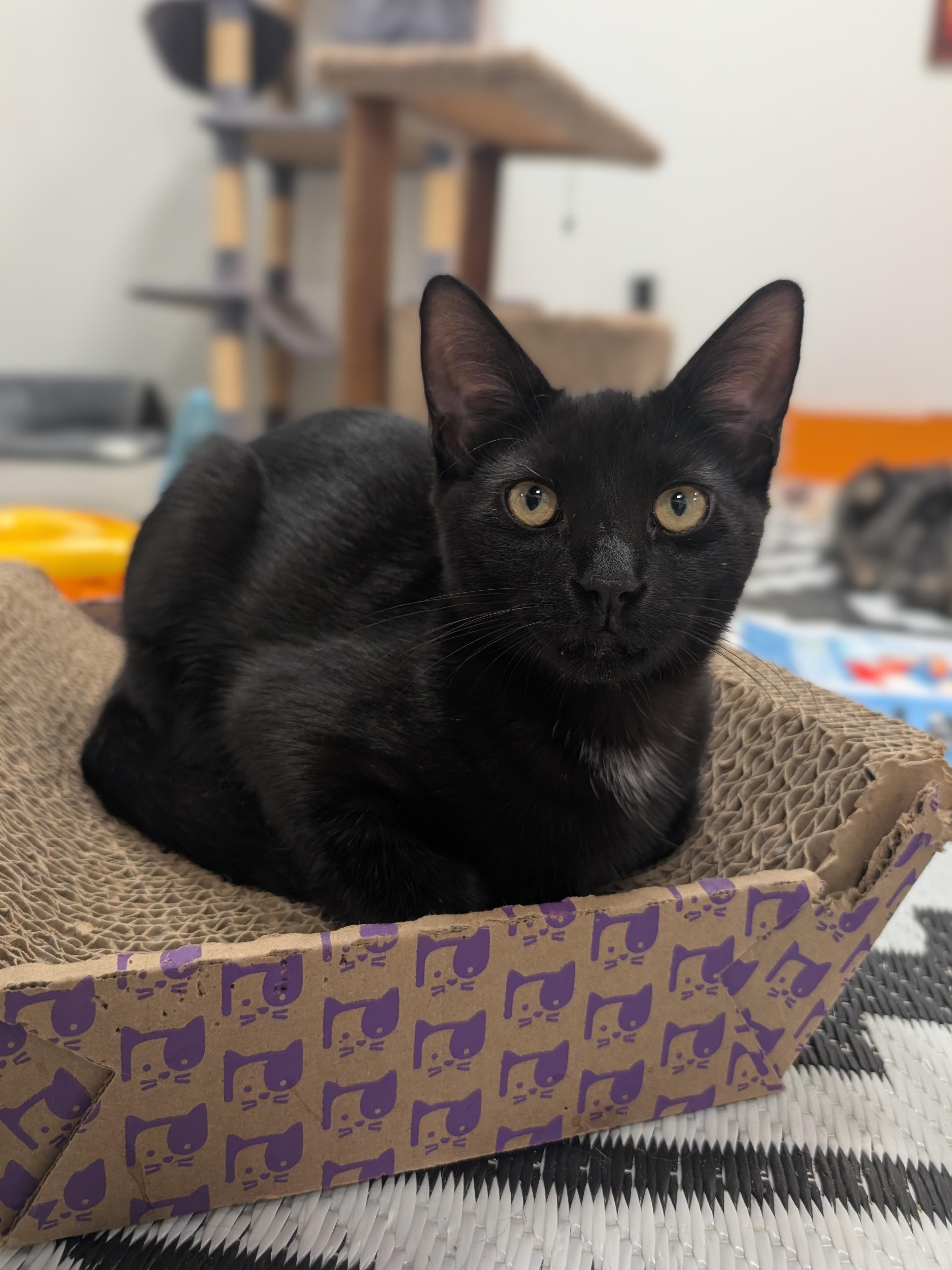 Dreft, ADOPTABLE, Kitten Male Domestic Short Hair.