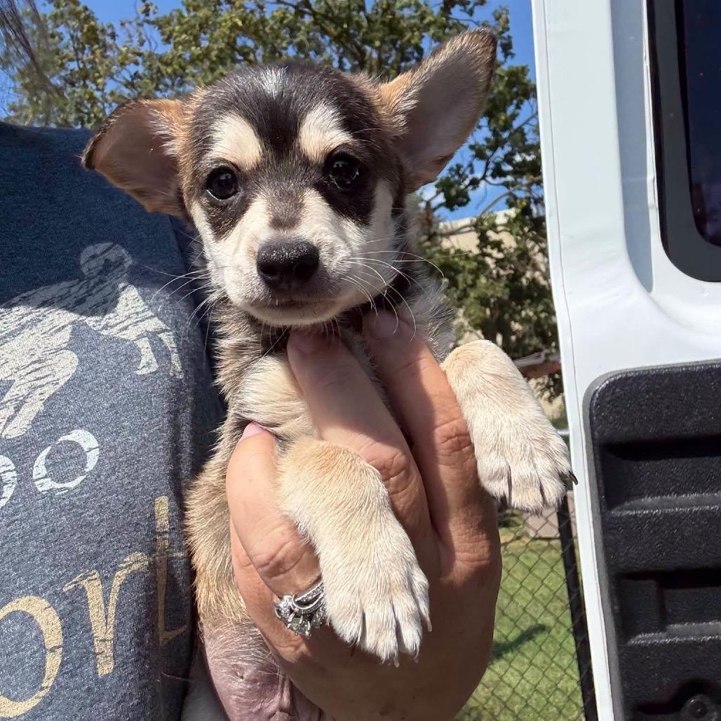 Enlarge Ouija Board, a Adoptable Chihuahua in Northbrook, IL image 2/4
