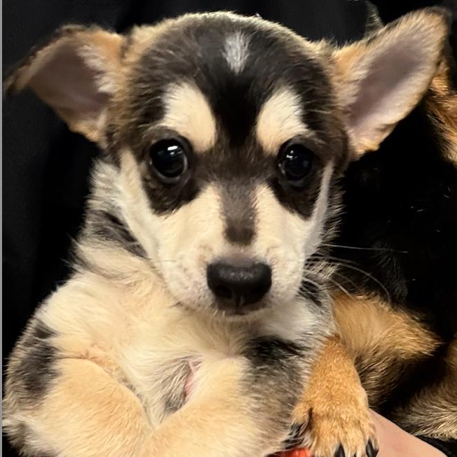Enlarge Ouija Board, a Adoptable Chihuahua in Northbrook, IL image 3/4