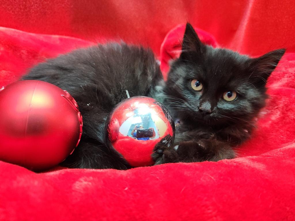 Inky, Adoptable, Kitten Male Domestic Long Hair.