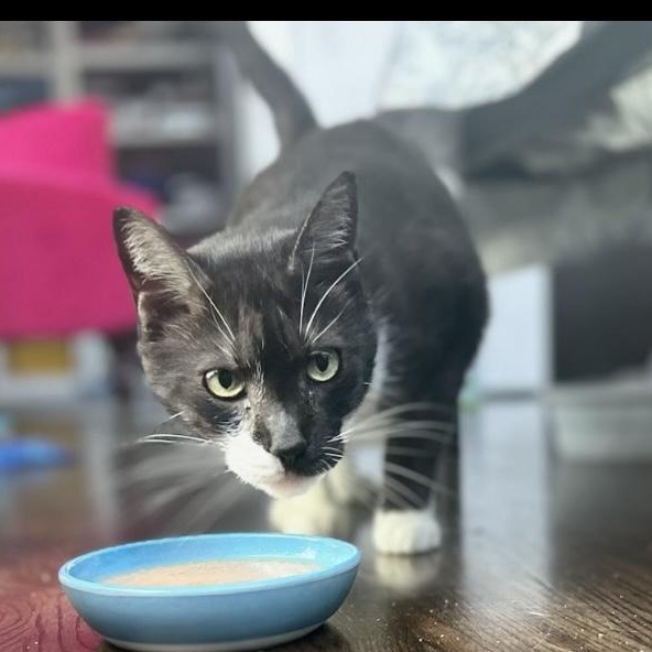 Scout - 6 yrs old and friends with Jack, a Adoptable American Shorthair in Sunset Valley, TX image 4/6