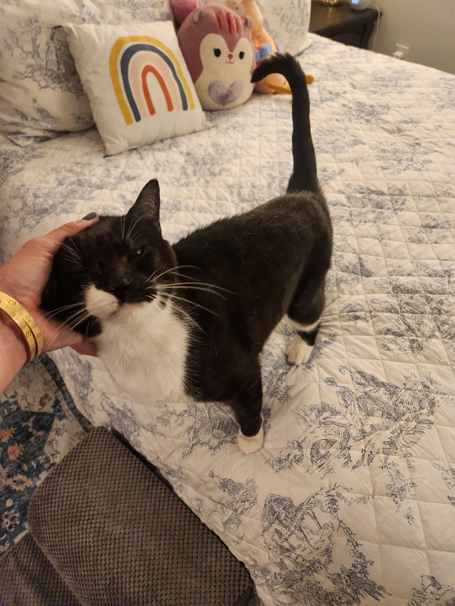 Scout - 6 yrs old and friends with Jack, a Adoptable American Shorthair in Sunset Valley, TX image 5/6