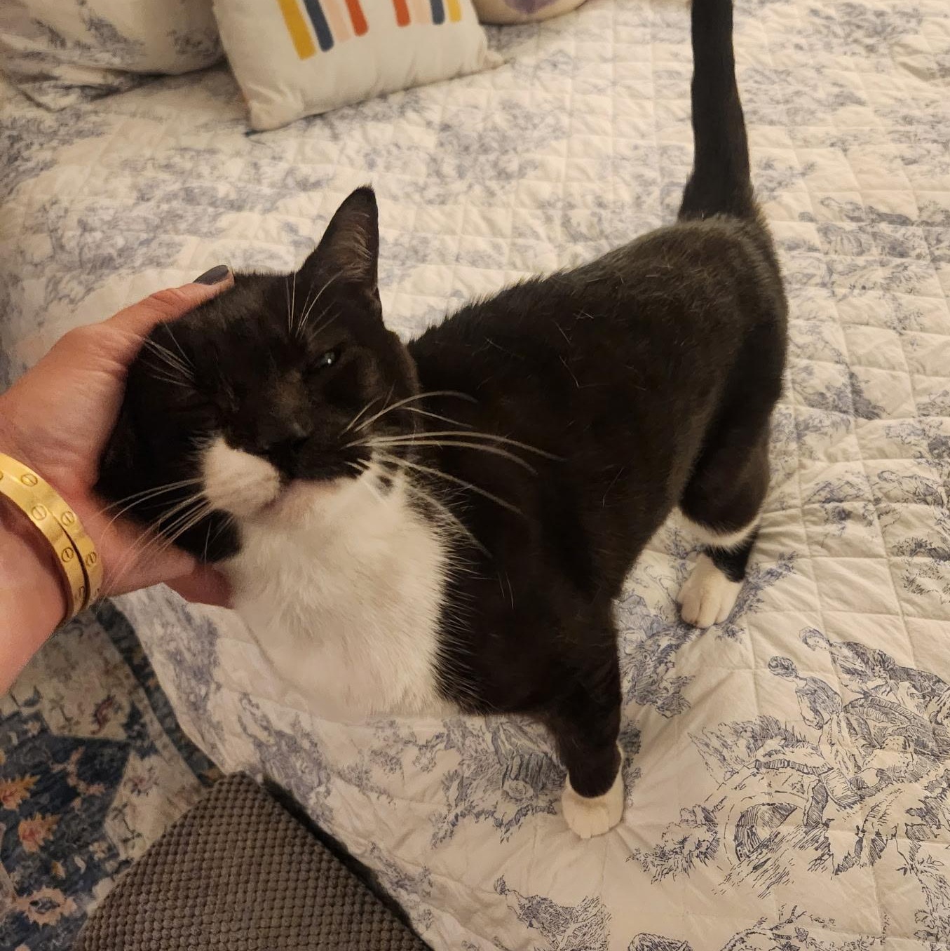 Scout - 6 yrs old and friends with Jack, a Adoptable American Shorthair in Sunset Valley, TX image 6/6