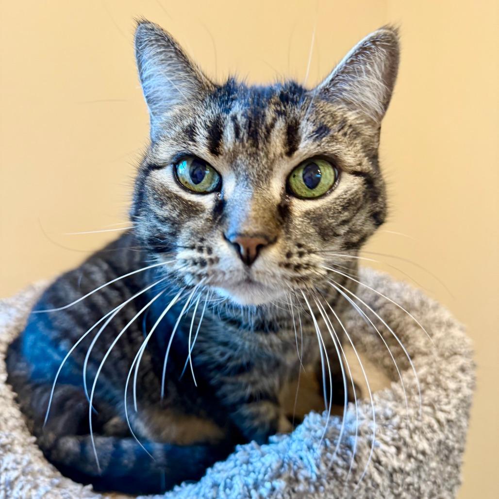 Lena, Adoptable, Senior Female Domestic Short Hair.