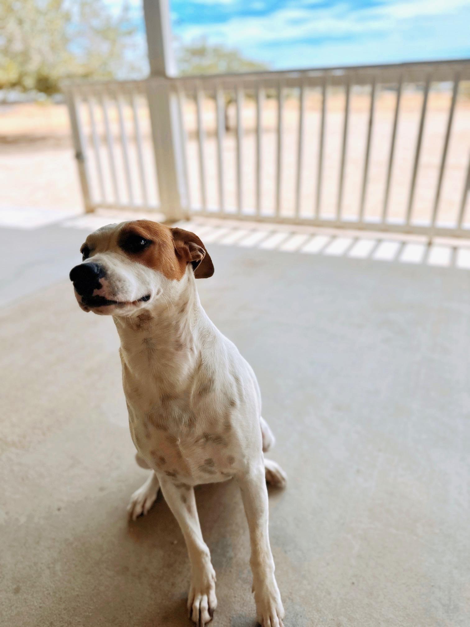 Enlarge George, a Adoptable mixed breed in Riverside , CA image 5/6