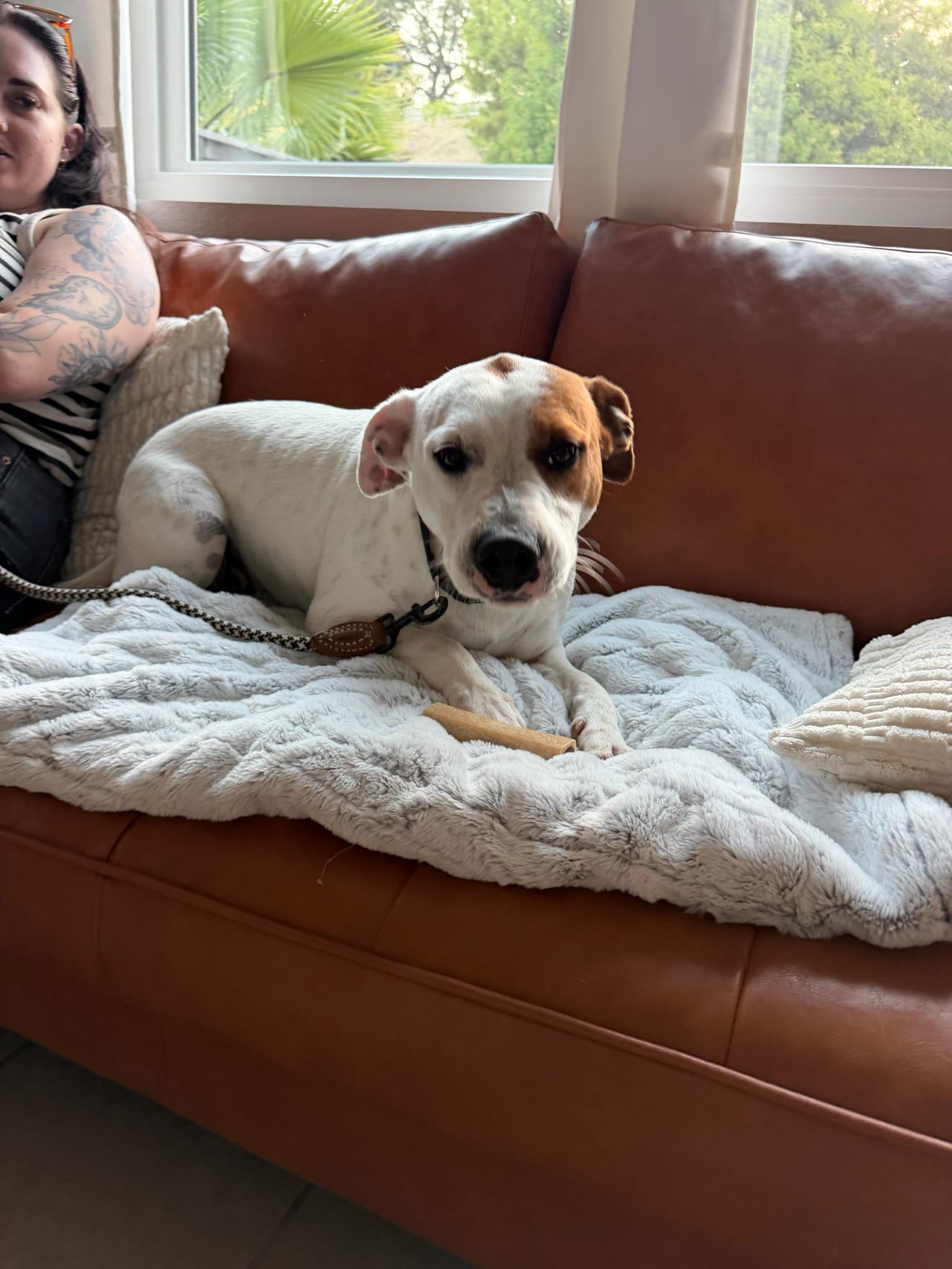 Enlarge George, a Adoptable mixed breed in Riverside , CA image 2/6